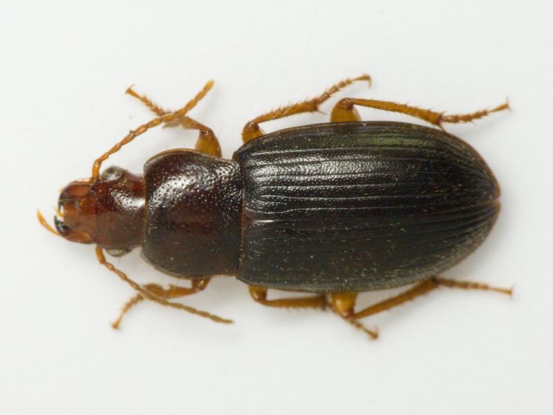 Carabidae Latreille, 1802